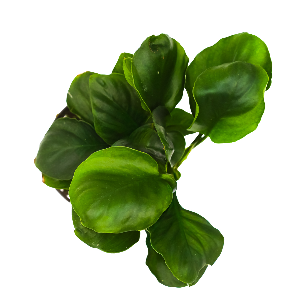 MASTA Anubias Coin Leaf koszyk roślina do akwarium